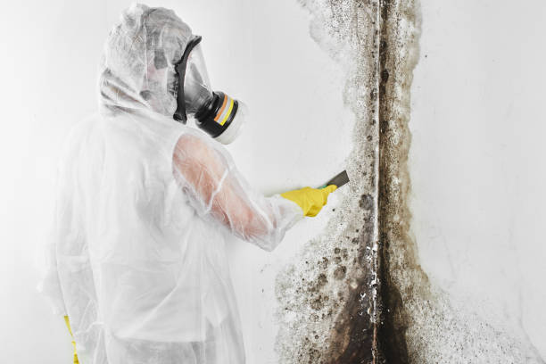 Best Crawl Space Mold Remediation  in Ecru, MS