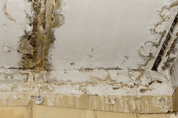 Why You Should Choose Our Mold Remediation Services in Ecru, MS