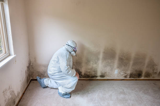 Best Commercial Mold Inspection  in Ecru, MS