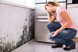 Dehumidification Services in Ecru, MS